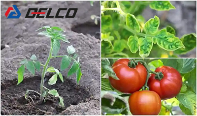 سولفات منگنز برای گوجه فرنگی