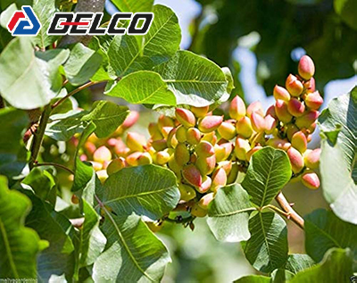 سولفات منگنز برای پسته